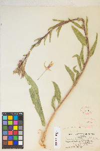 Oenothera elata subsp. hirsutissima image