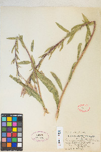 Oenothera elata image