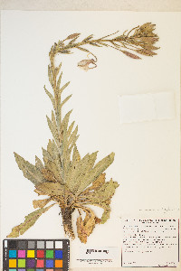 Oenothera elata image