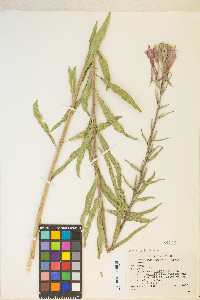 Oenothera elata subsp. hirsutissima image