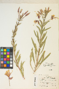 Oenothera elata image