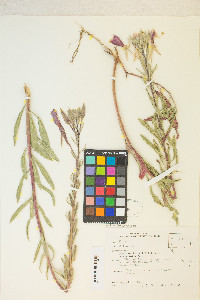 Oenothera elata subsp. hirsutissima image