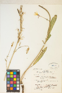 Oenothera elata image