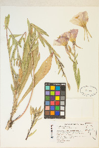 Oenothera elata image