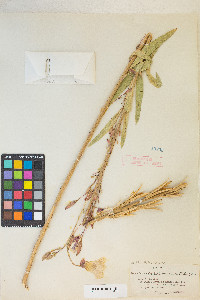 Oenothera elata subsp. hirsutissima image