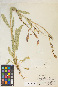 Oenothera elata subsp. hirsutissima image