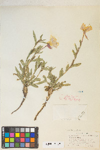 Oenothera elata subsp. hirsutissima image