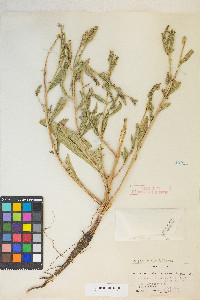 Oenothera elata image