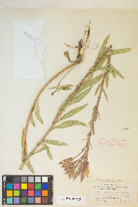 Oenothera elata image