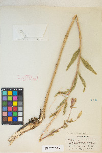 Oenothera elata image