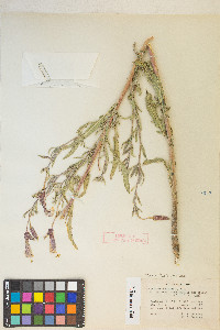 Oenothera elata subsp. hirsutissima image