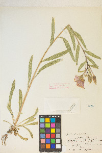 Oenothera elata image