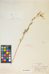 Oenothera elata image