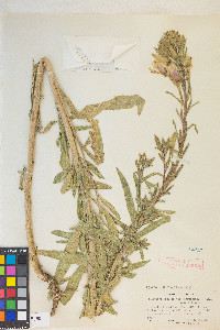 Oenothera elata subsp. hirsutissima image