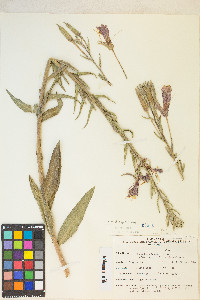 Oenothera elata image