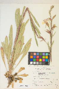 Oenothera elata image