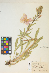 Oenothera elata image