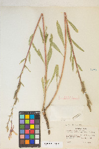 Oenothera elata image