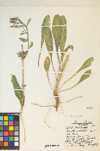 Oenothera elata image