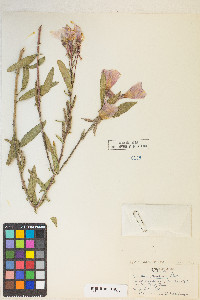 Oenothera elata image