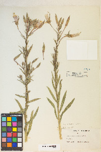 Oenothera elata image