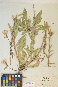 Oenothera elata image