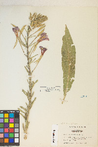 Oenothera elata subsp. hirsutissima image