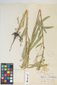 Oenothera elata image