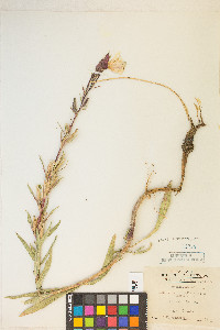 Oenothera elata image