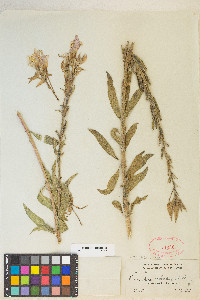 Oenothera elata image