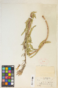 Oenothera elata subsp. hirsutissima image