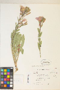 Oenothera elata subsp. hirsutissima image