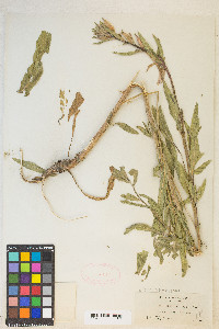 Oenothera elata subsp. hirsutissima image