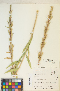 Oenothera elata image