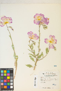 Oenothera elata image