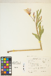 Oenothera elata image