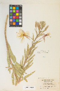 Oenothera elata image