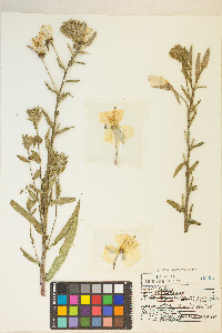 Oenothera elata image