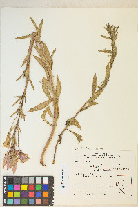 Oenothera elata image