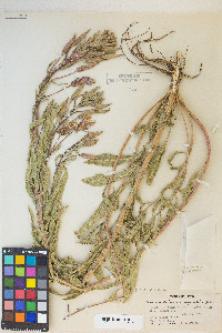 Oenothera elata image