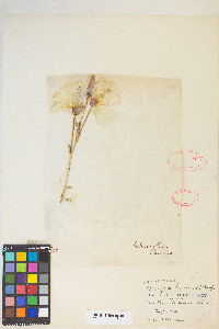 Oenothera elata subsp. hirsutissima image