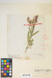 Oenothera elata image