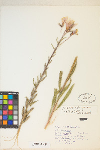 Oenothera elata image