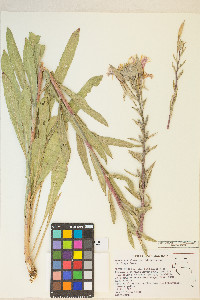 Oenothera elata subsp. hirsutissima image