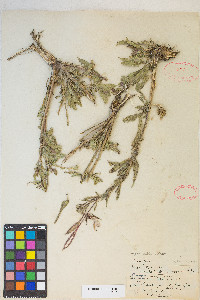 Oenothera elata subsp. hirsutissima image