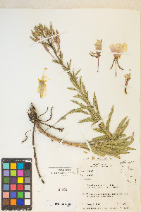 Oenothera elata image