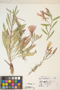 Oenothera elata image