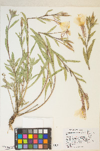 Oenothera elata image