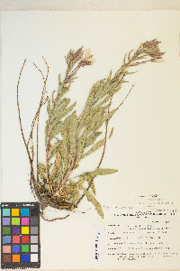 Oenothera elata subsp. hirsutissima image