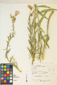 Oenothera elata image